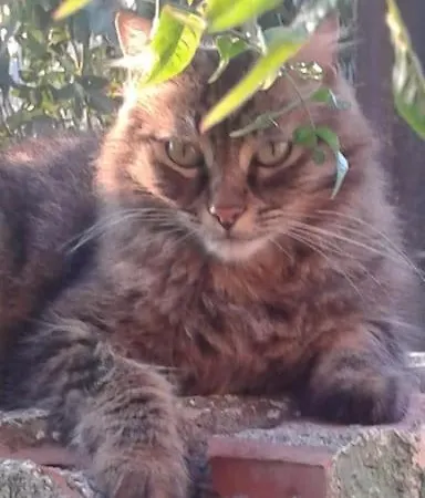 Feriehus Sejour Detente Balagne Entre Et Montagne Urtaca