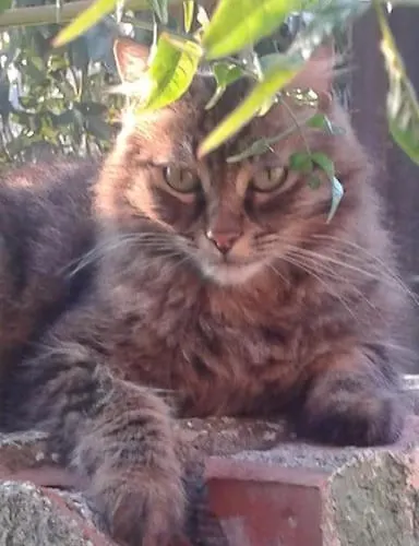 Tatil Evi Sejour Detente Balagne Entre Et Montagne Urtaca